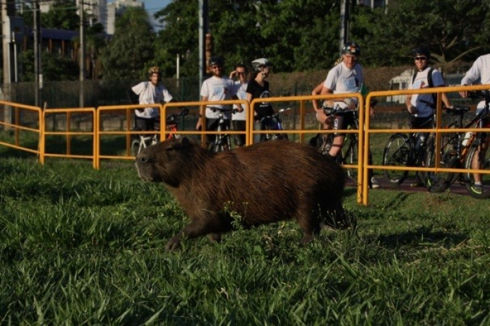 CICLOVIA DA MARGINAL PINHEIROS TERÁ CENTRO DE APOIO A ANIMAIS